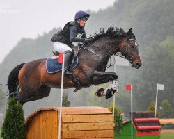 stallion Narvik (Polish Warmblood, 2007, from Rubin)