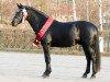 stallion Espresso (Heavy Warmblood, 2014, from Elbcapitän)