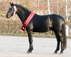 stallion Espresso (Heavy Warmblood, 2014, from Elbcapitän)