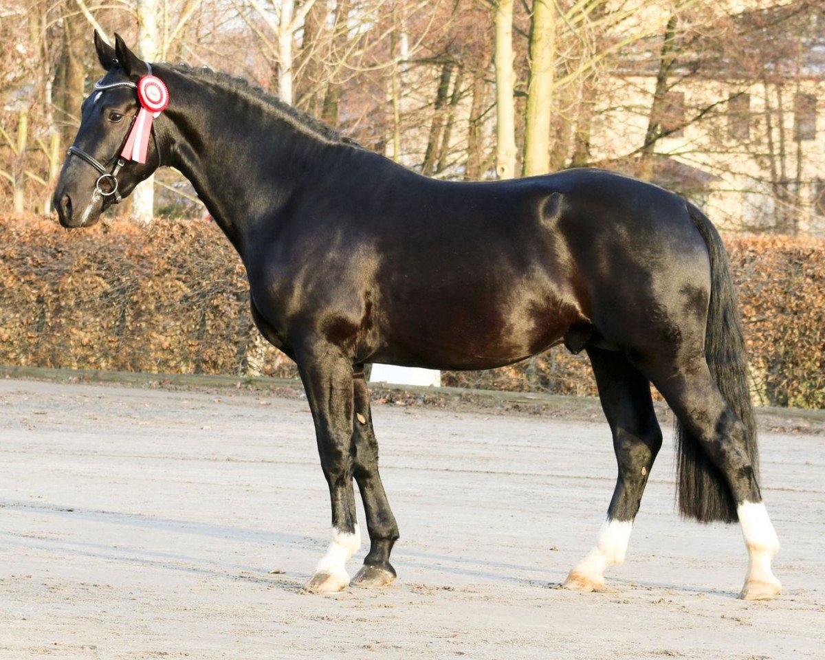 stallion Ehrenwert (Heavy Warmblood, 2014, from Ellington)
