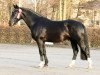 stallion Ehrenwert (Heavy Warmblood, 2014, from Ellington)