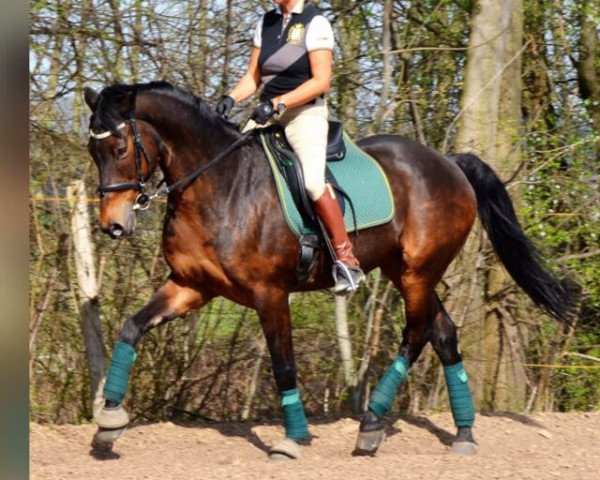 horse Capri (Australian Wamblood,  )