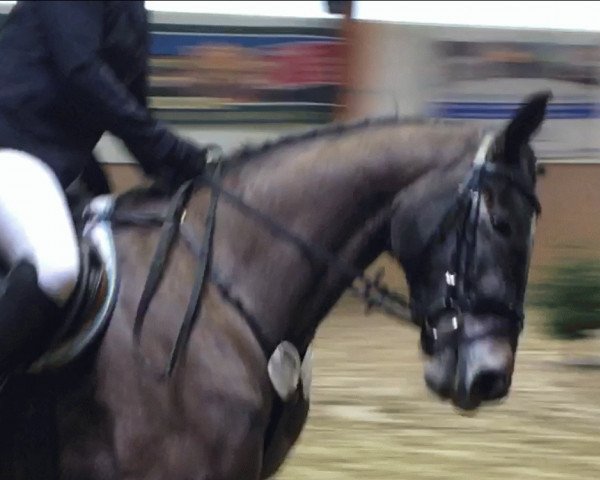 jumper Bon Ami 32 (Hanoverian, 2012, from Bonne Chance)