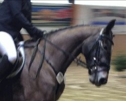 jumper Bon Ami 32 (Hanoverian, 2012, from Bonne Chance)