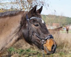 broodmare Deborah 64 (Bavarian, 1991, from Able Albert xx)