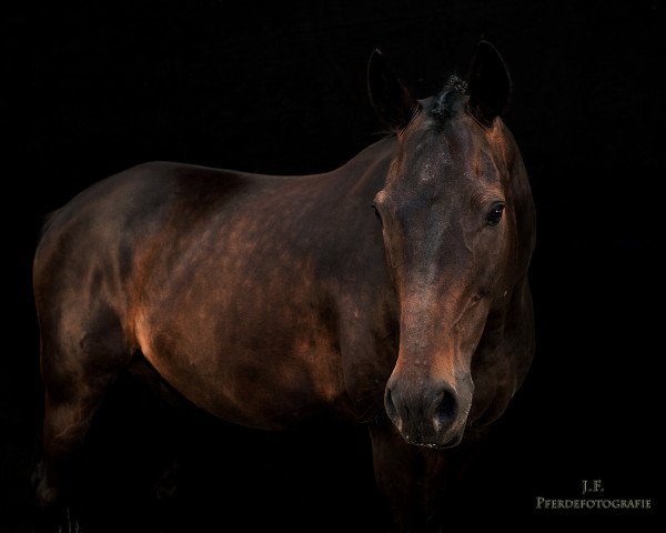 dressage horse Dance of Flame (Westphalian, 2001, from Don Bedo I)