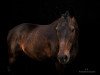 dressage horse Dance of Flame (Westphalian, 2001, from Don Bedo I)