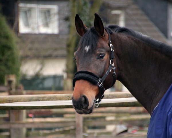 dressage horse Scornito (Hanoverian, 2012, from Scolari)