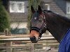 dressage horse Scornito (Hanoverian, 2012, from Scolari)