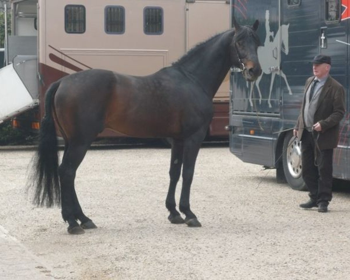 stallion Broere Atlantic (Holsteiner, 1993, from Acord II)