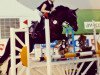 jumper Nostradamus (German Riding Pony, 2007, from Narrator)