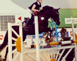 jumper Nostradamus (German Riding Pony, 2007, from Narrator)