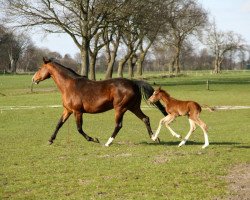 broodmare Wild Christmas (Oldenburg, 2003, from Wolken-Hit)