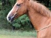 jumper Cum Napoleone (Oldenburg show jumper, 2002, from Colman)