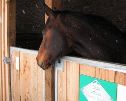 broodmare Bonita (Hanoverian, 1995, from Bold Indian xx)