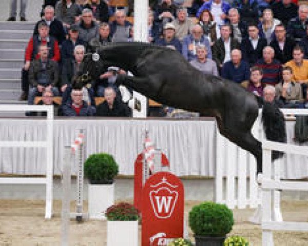 stallion Kavalier Noir (Westphalian, 2014, from Kannan)
