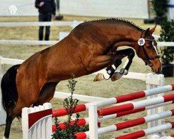 stallion Caskarico (Holsteiner, 2014, from Casskeni II)