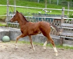 Dressurpferd Wabahatschi (Deutsches Sportpferd, 2016, von DSP Dominy)