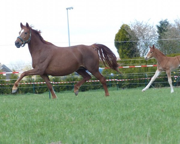 broodmare Dream of Sugar (Bavarian, 2007, from Lord Loxley I)