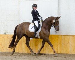 dressage horse Rolling Stone B (Hanoverian, 2008, from Rotspon)