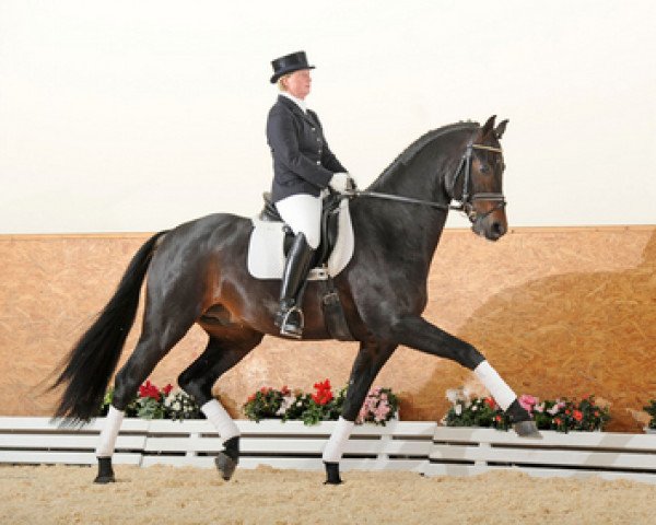 stallion Don Primus (Hanoverian, 2005, from Don Primero)