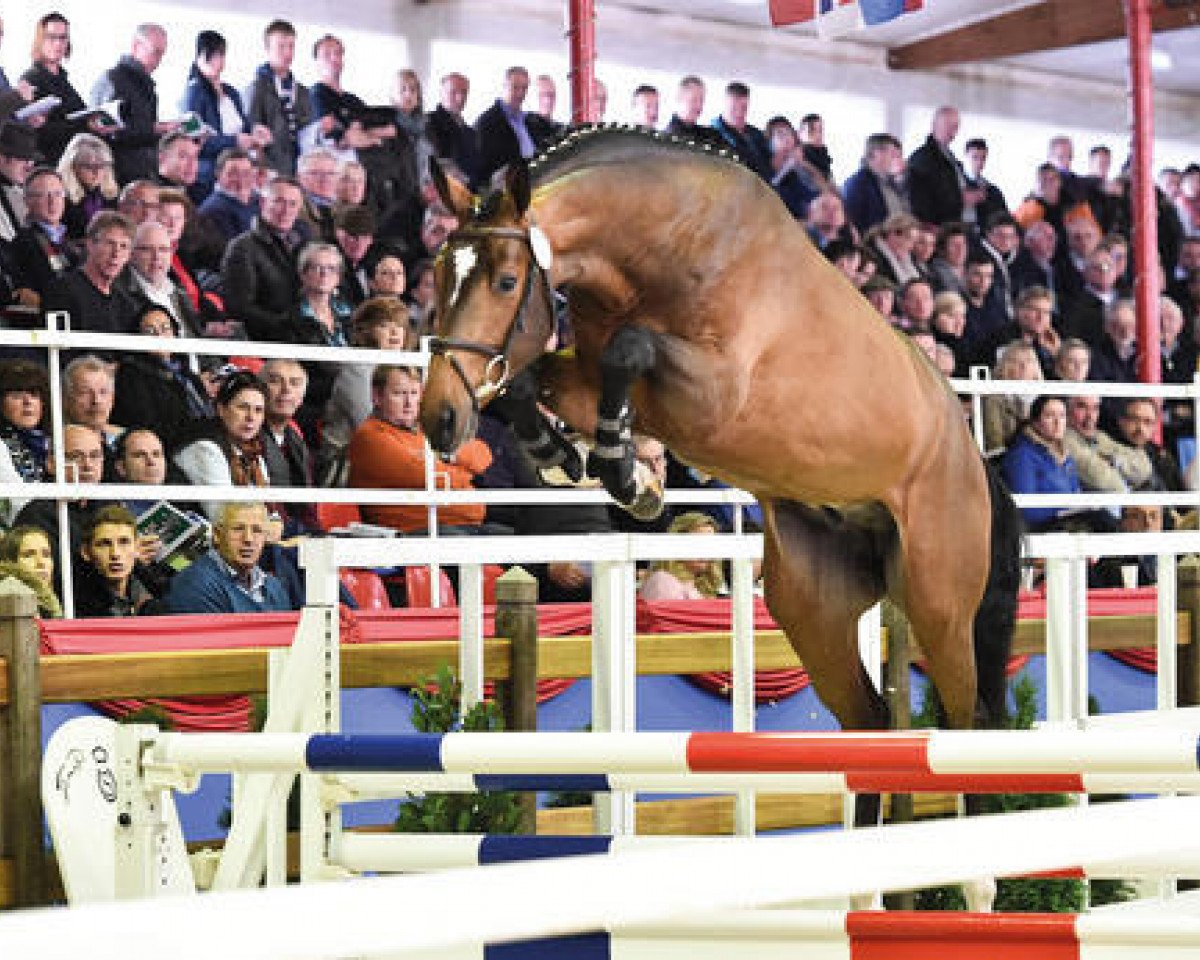 Deckhengst Diamant de Quidam - H OLD (Oldenburger, 2013, von Diamant de Semilly)
