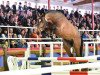 stallion Diamant de Quidam - H OLD (Oldenburg, 2013, from Diamant de Semilly)