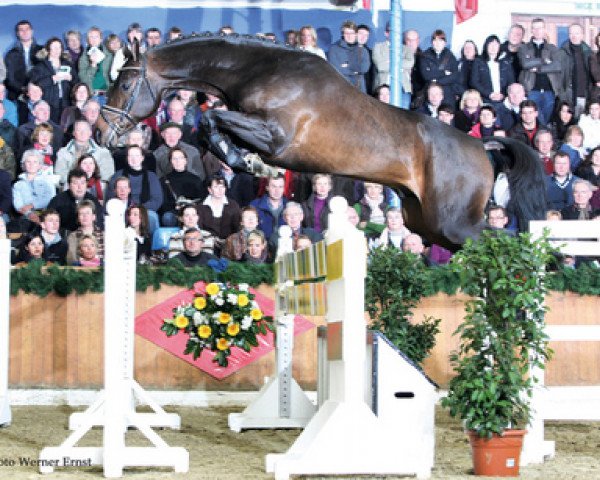 jumper Contendros 2 (Hanoverian, 2007, from Contendro I)