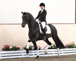 stallion Great Schufro (Oldenburg, 2014, from Grey Flanell)