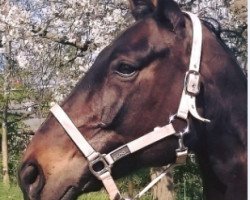 broodmare Gunda (Oldenburg show jumper, 2003, from Grandeur)