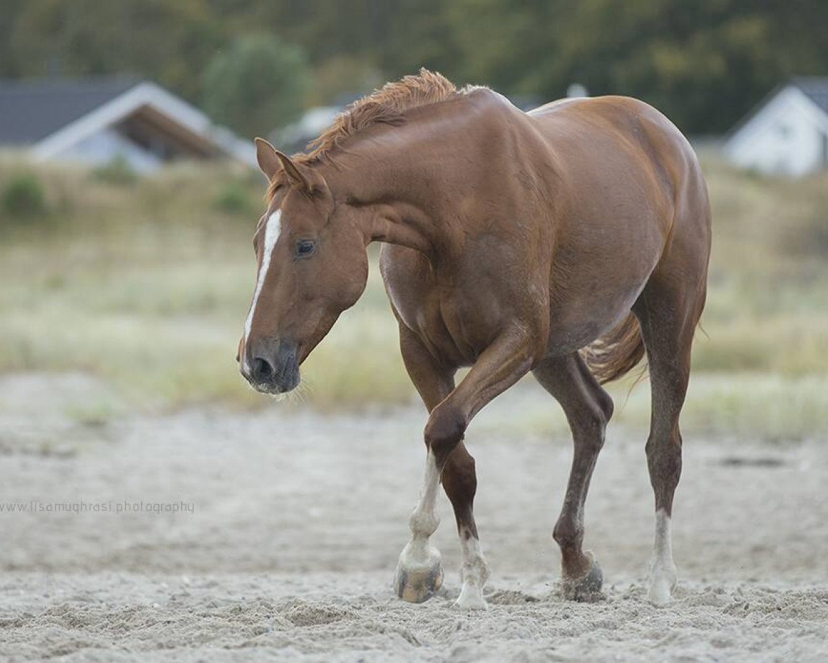 Dressurpferd Lady Laurentia (Hannoveraner, 2008, von Laurent)