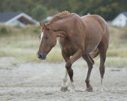 dressage horse Lady Laurentia (Hanoverian, 2008, from Laurent)