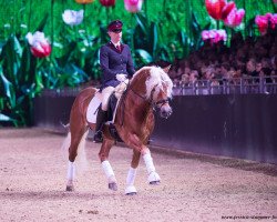 stallion Amore Mio (Haflinger, 2011, from Atlantic)