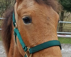 horse Golden Fabia (Arab half breed / Partbred, 2016, from Klepholms Ikarios)