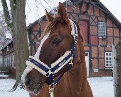 dressage horse Giulia Super AH (German Riding Pony, 2006, from FS Don't Worry)