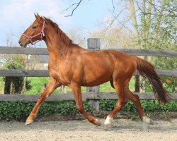 horse Jupiler (KWPN (Royal Dutch Sporthorse), 2014, from Emilion)