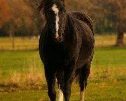 Zuchtstute Dillyn Lady Aine (Welsh-Cob (Sek. C), 2002, von Neuaddparc Black Diamond)