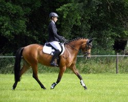 dressage horse Happy Tin Hickey (German Riding Pony, 2012, from Strahlemann)