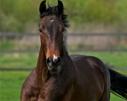 Pferd Gladiator (Russisches Warmblut, 2010, von Lido)