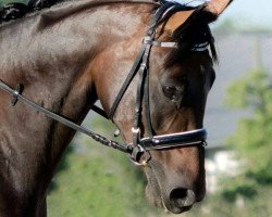 dressage horse Davinia (Oldenburg, 2009, from Davignon I)