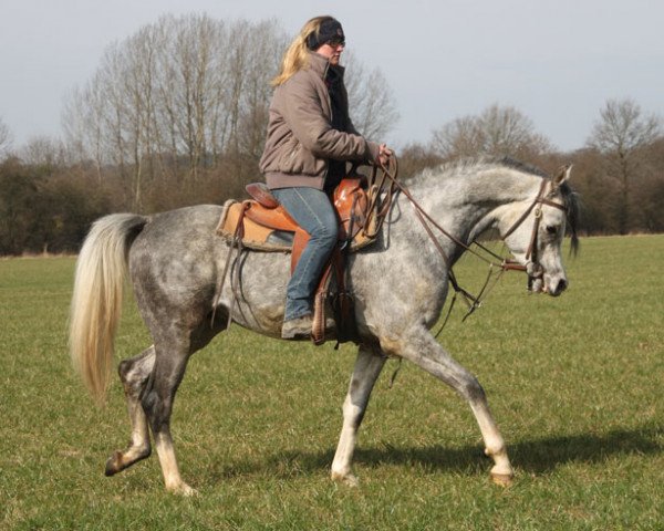 horse Poczet (Arabian thoroughbred, 2013)