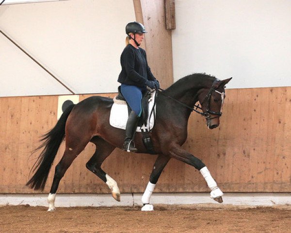 dressage horse Stute von Dancing World x Sir Savoy (Hanoverian, 2013, from Dancing World)