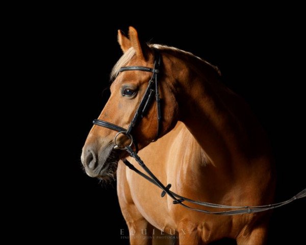 dressage horse Angel 274 (Pony without race description, 2006, from Kings Colored Breath)
