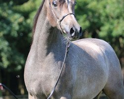 horse Wallach von Pristice Kossack x FS Bengali (Arabian thoroughbred, 2014, from Pristice Kossack)