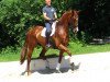 dressage horse Don Q 2 (Hanoverian, 2010, from Dressage Royal)