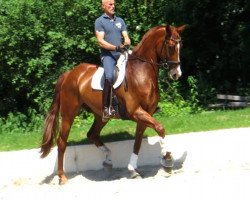 dressage horse Don Q 2 (Hanoverian, 2010, from Dressage Royal)