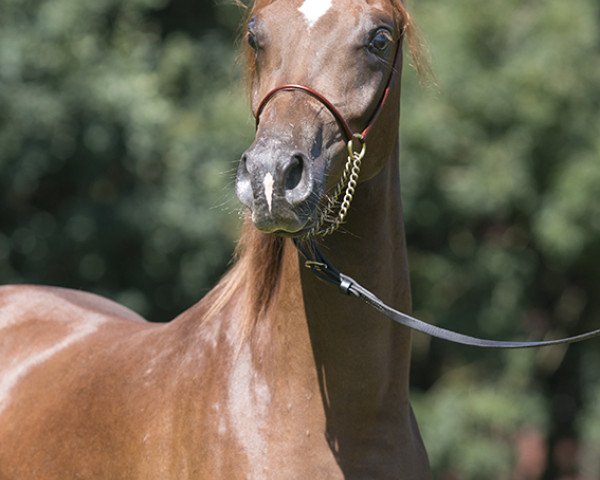 horse Hengst von Shaikeel x Simeon Sadik (Arabian thoroughbred, 2015, from Shaikeel EAO)