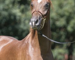 horse Hengst von Shaikeel x Simeon Sadik (Arabian thoroughbred, 2015, from Shaikeel EAO)