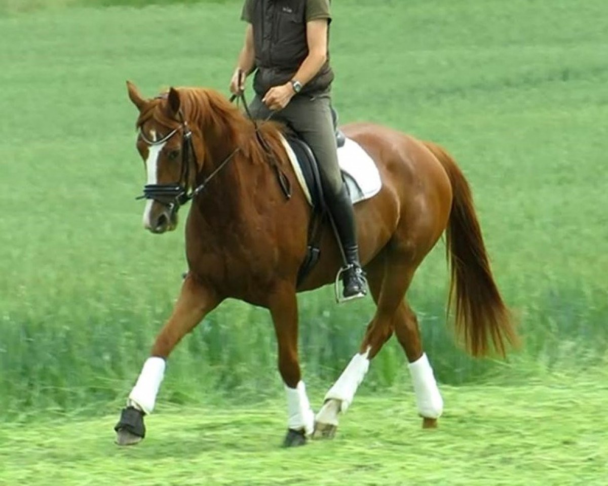 Zuchtstute Dolce Daria (Hannoveraner, 2012, von Don Darius)