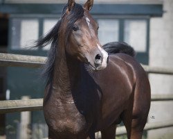 horse Hengst von Shaikeel x Hassan S (Arabian thoroughbred, 2013, from Shaikeel EAO)